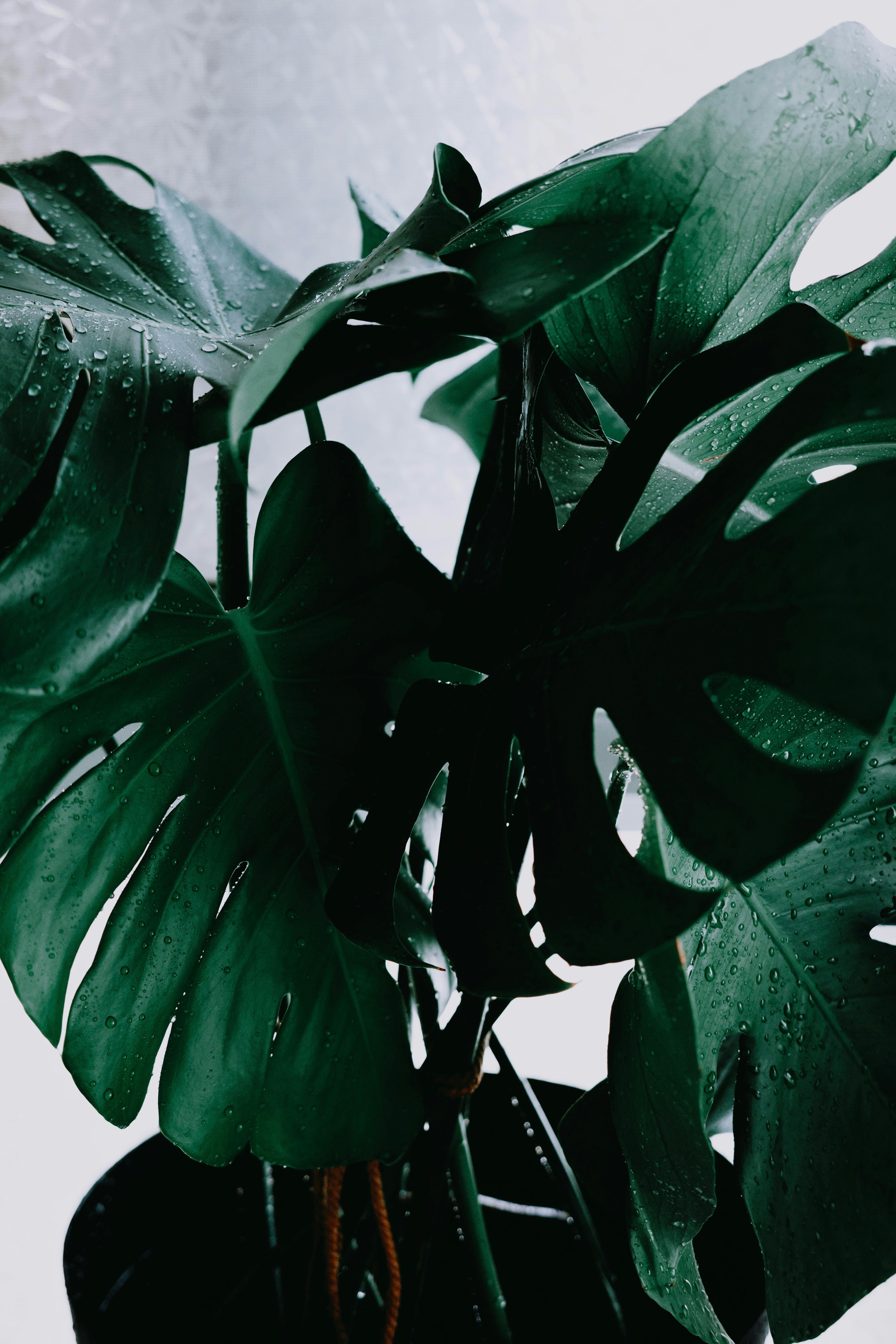 Close-up of a Monstera plant with large green leaves against a light background